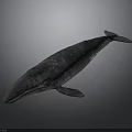Detailed 3D Whale Model with Red and White Spots on Its Body Against Dark Background
