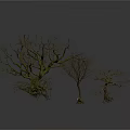 Three Bare Trees Featuring Exposed Roots Against White Background With Ground Reflections