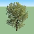 Tall Arbor With Lush Green Foliage Strong Trunk And Spreading Branches