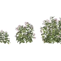 Three Different Size Plants With Pink Flowers On Light Blue Background