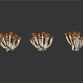 Mushrooms, straw mushrooms, poisonous mushrooms, plant mushrooms, mushrooms, ganoderma lucidum, tree mushrooms, vegetables, fruits and vegetables 3d model