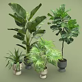 Various Indoor Plants in Stylish Pots with Large Small Leaves on Light Green Background