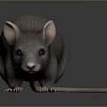 Realistic Grey Mouse With Large Ears And Long Tail On Dark Reflective Surface 3d model