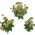 Yellow Potted Flowers With Green Leaves For Decorative Indoor Floral