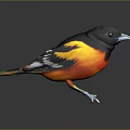 Vibrant Colorful Bird With Black Head Orange Yellow Body And Green Legs On Gray Background