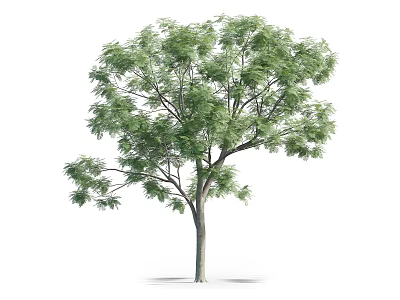 Tall Arbor Tree With Lush Green Foliage Isolated On White Background 3d model
