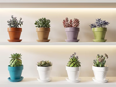 Decorative Potted Succulent Plants In Different Colored Pots Arranged On Shelves 3d model