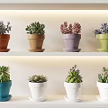 Decorative Potted Succulent Plants In Different Colored Pots Arranged On Shelves