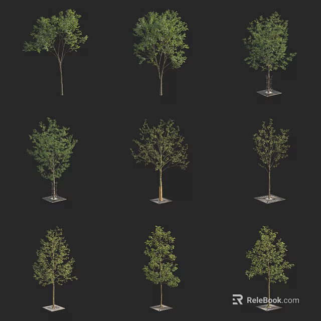 Arbor Trees With Different Leaf Stages Displayed On Square Stands 3d model