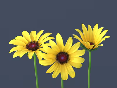 Vibrant Yellow Flowers With Dark Centers And Green Stems On Gray Background 3d model