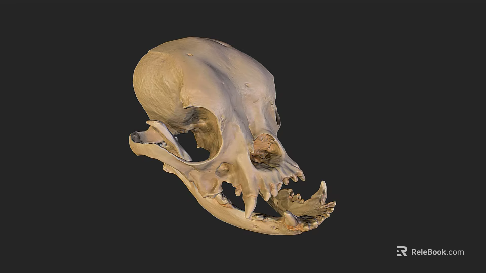 Detailed Anatomical Animal Skull Structure With Visible Teeth And Bone Features 3d model 
