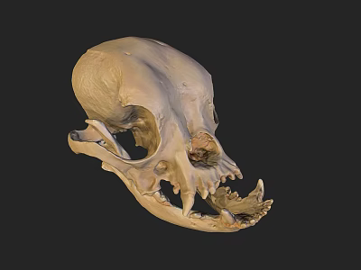 Detailed Anatomical Animal Skull Structure With Visible Teeth And Bone Features 3d model