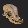 Detailed Anatomical Animal Skull Structure With Visible Teeth And Bone Features