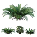 Different Types Of Shrubs With Lush Green Leaves For Garden Landscaping