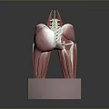 Medical Device Detailed Human Spine And Muscle Anatomical Model Display For Education