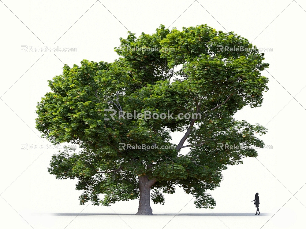 maple maple red maple camphor tree green maple norwegian maple tip leaf maple camphor leaf red maple deciduous tree roadside tree street tree 3d model