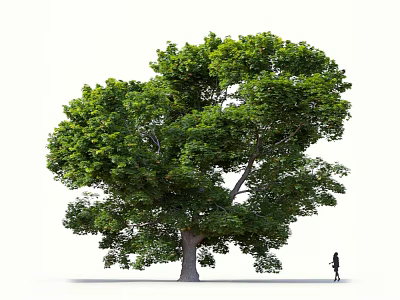 Tall Arbor Tree With Lush Green Foliage And Person Standing Beside Showing Impressive Size 3d model