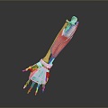 arm muscle arm muscle hand muscle muscle human muscle 3d model