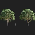 Two Tall Arbor Trees with Lush Green Foliage and Human Silhouette for Size Comparison