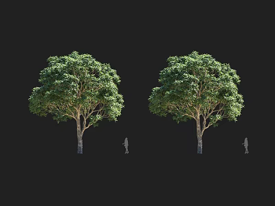 Two Tall Arbor Trees with Lush Green Foliage and Human Silhouette for Size Comparison 3d model