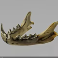 Anatomical Mandible Organ Bone Specimen With Detailed Teeth Structure And Surface Markings