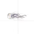 Graceful Transparent Jellyfish With Vibrant Purple Tentacles Floating On Dark Background