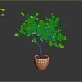 Potted Lemon Tree with Green Leaves and Yellow Fruits in Decorative Pot