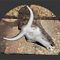 White Bull Skull Display on Textured Brown Base Against Dark Background