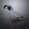 Standing Quail Bird With Red Blue Head Feathers And Gray Spotted Body