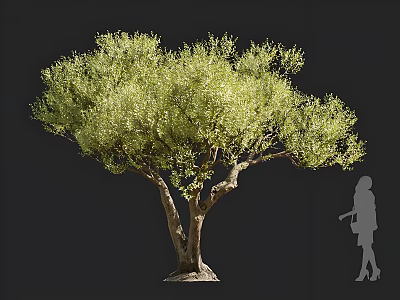 Lush Green Tree With Dense Foliage Multiple Trunks And Human Silhouette For Scale 3d model