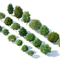 Different Types Of Lush Green Arbor Trees With Various Sizes And Shapes For Outdoor Landscape