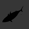 Fresh Whole Tuna Fish with Shiny Silver Scales and Firm Flesh for Seafood Meals