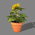 Vibrant Sunflower Plant In Terracotta Pot With Green Leaves And Yellow Petals