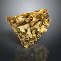 Unique Natural Yellow Brown Coral Reef Structure Formed by Aquatic Animals
