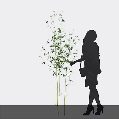 Silhouette of a Woman Touching Green Bamboo Plants 3d model