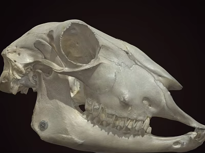 Detailed Animal Skull Skeleton With Visible Teeth And Bone Structure 3d model
