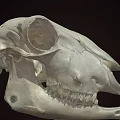 Detailed Animal Skull Skeleton With Visible Teeth And Bone Structure 3d model