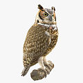 Modern Owl 3d model