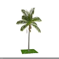 Tall Arbor With Lush Green Palm Leaves And Straight Trunk On Green Grass Base