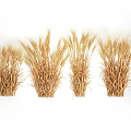 Ripe Golden Wheat Crop in Agricultural Field With Healthy Ears and Stalks