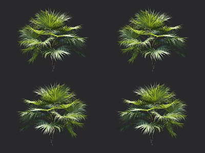 Tropical Green Palm Trees Displaying Lush Vibrant Foliage Against Black Background 3d model
