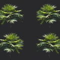 Tropical Green Palm Trees Displaying Lush Vibrant Foliage Against Black Background