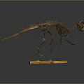 Dinosaur Skeleton Fossil Exhibit With Detailed Bone Structure On Wooden Base