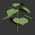 Vibrant Green Leafy Plant With Large Leaves Stem On Dark Background Clear Subject