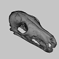 Detailed Animal Skull With Sharp Teeth And Bone Structure On Dark Background 3d model