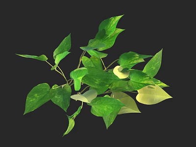 Lush Green Leafy Plants With Vibrant Fresh Leaves For Indoor Decor 3d model