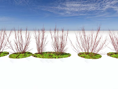 Row of Red Branched Plants with Green Grass Clumps Against Blue Sky and White Ground 3d model