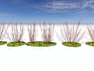 Modern Plants Redwood Landscape Ornamental Plants 3d model