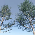 Evergreen Arbor Trees In Various Sizes Arranged With Human Figure For Scale 3d model