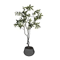 Bonsai Plant With Lush Green Leaves And Slender Trunk In Gray Pot
